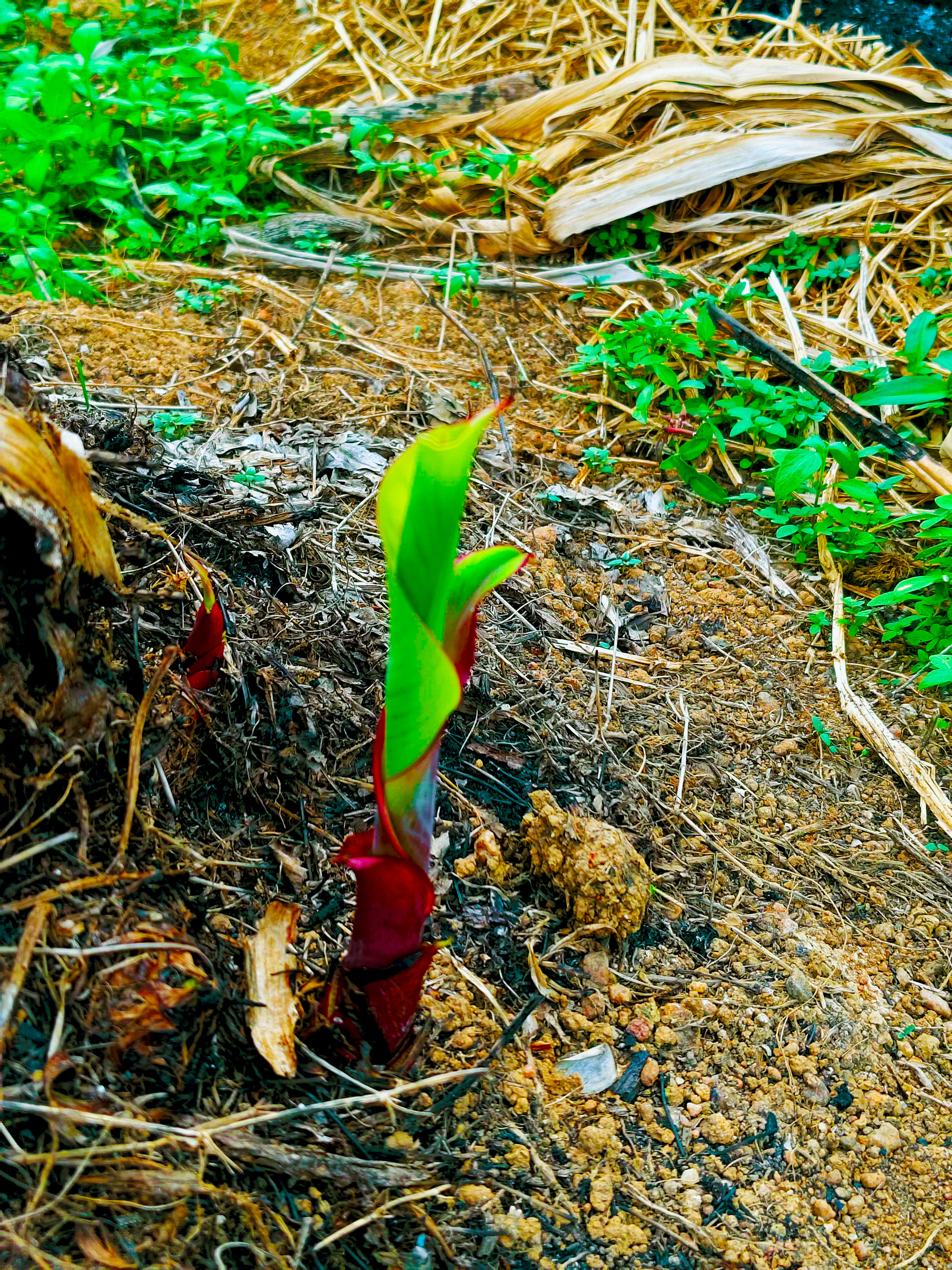 A green plant sprout rising from the soil, representing Trust in Humanity cover
